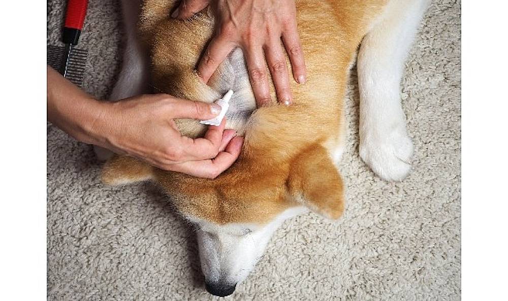 Evcil dostların deri ve tüy sağlığını zengin birleşenli takviyelerle güçlendirmek mümkün 